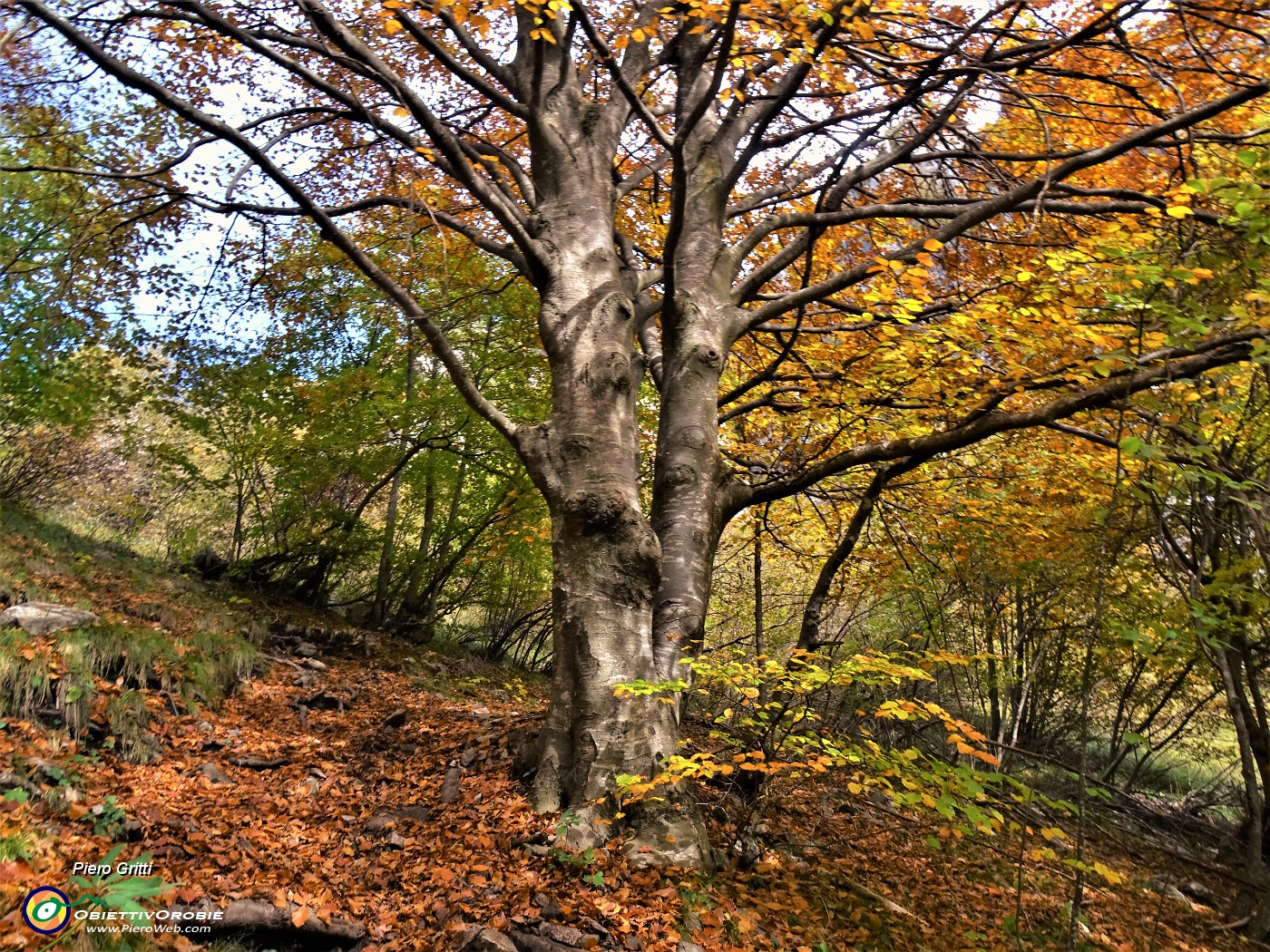 33 Splendidi faggi colorati d'autunno.JPG